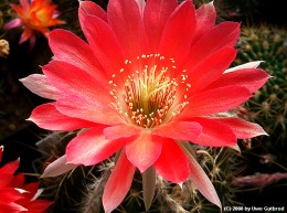 Echinopsis cv       